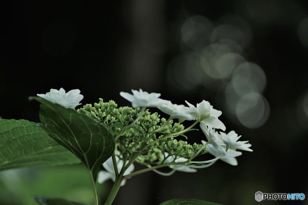 DSC_9054「あじさい」