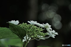 DSC_9054「あじさい」