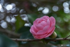 DSC_5651