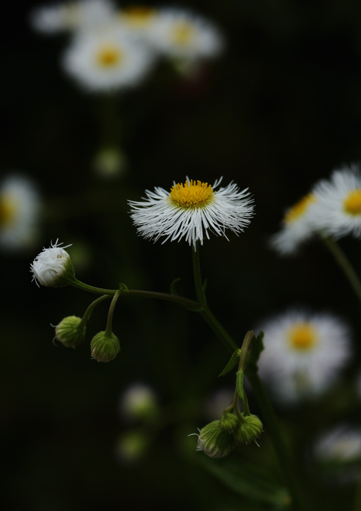 DSC_0077
