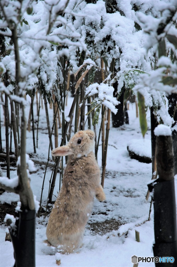 雪とうさぎ