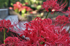 DSCF7732