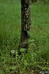 DSC_8144「たんぽぽ」