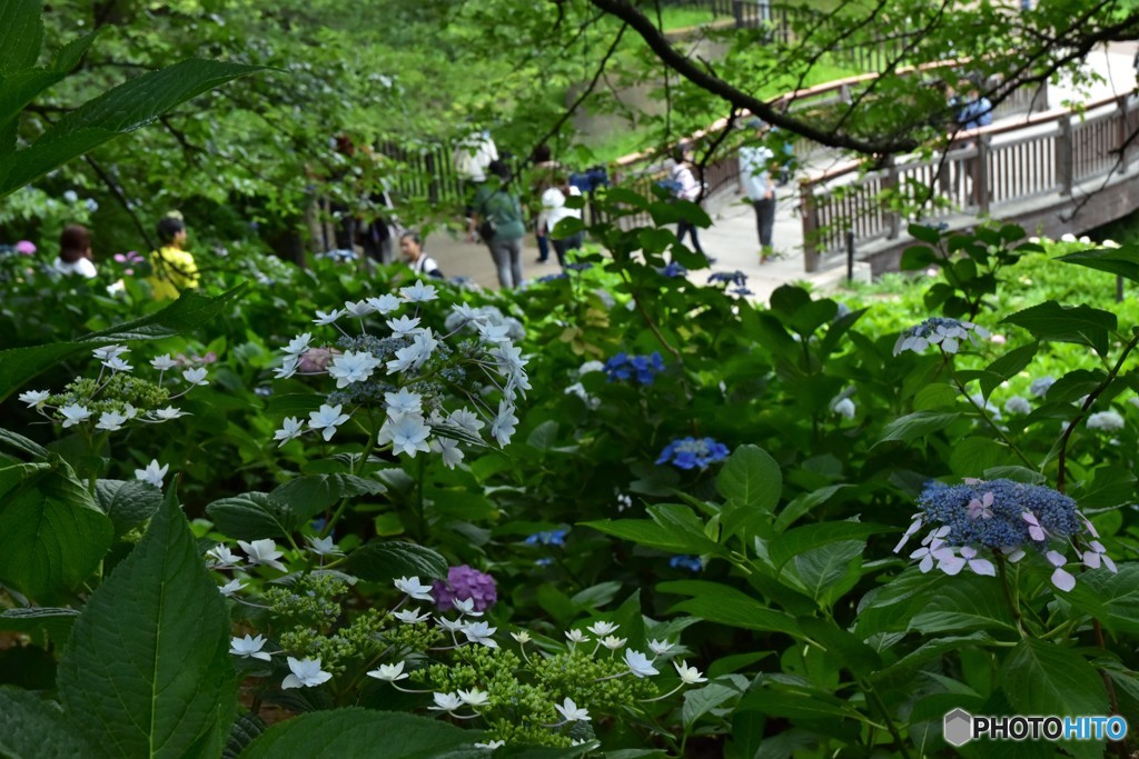 DSC_9169「権現堂」