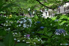 DSC_9169「権現堂」