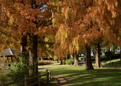 この木は何という木ですか？