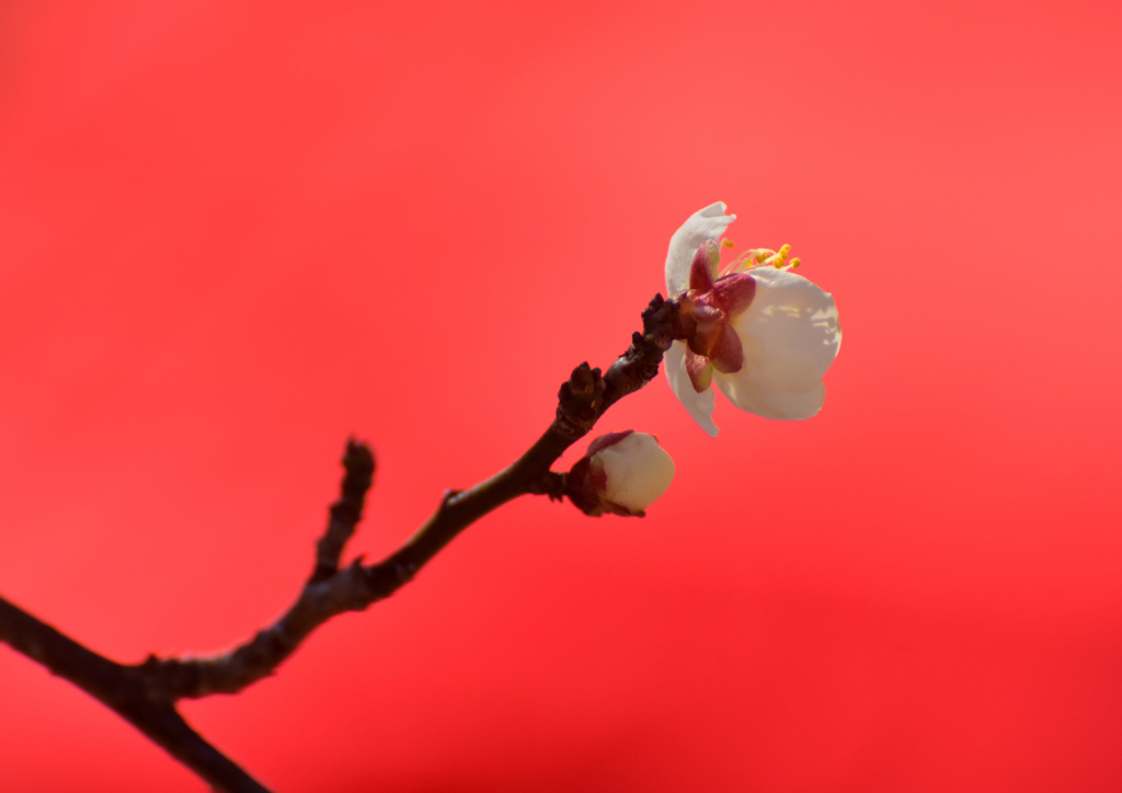 赤い毛氈
