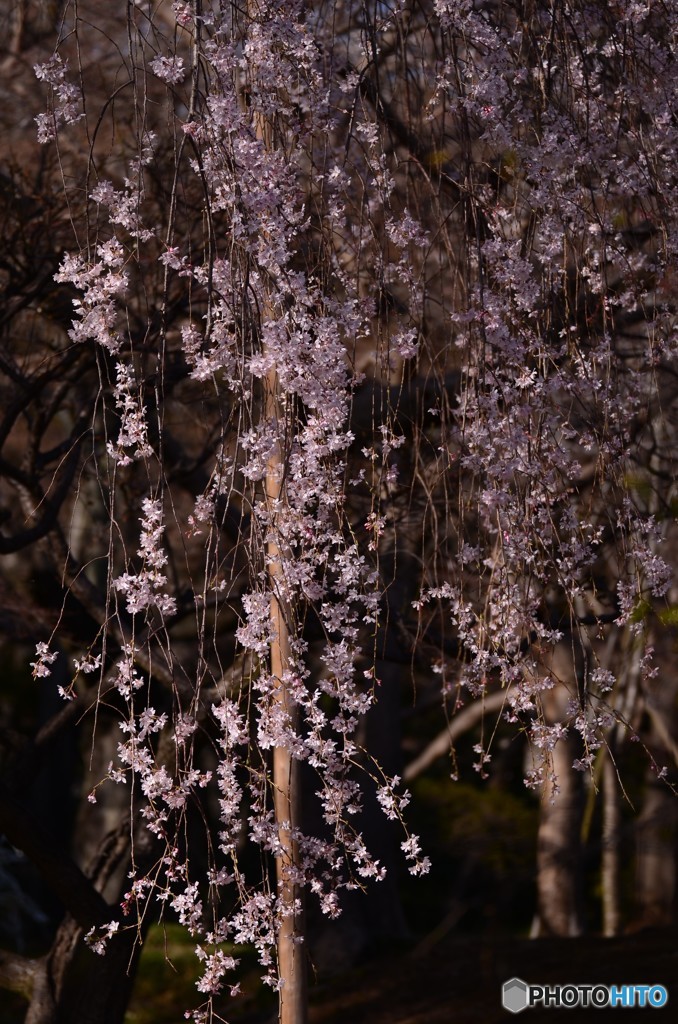 DSC_0667「夕刻のしだれ桜」