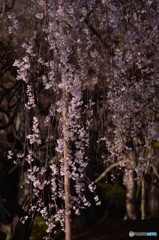 DSC_0667「夕刻のしだれ桜」