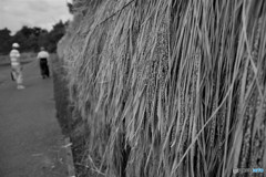 美味しくなあ～れ