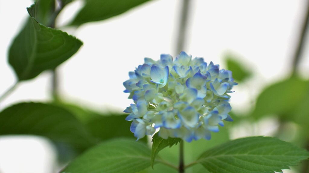 紫陽花が咲きました