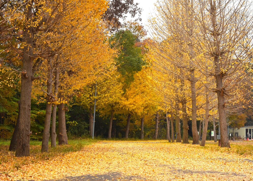 理科大キャンパス内