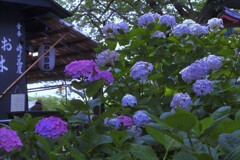 紫陽花の・・