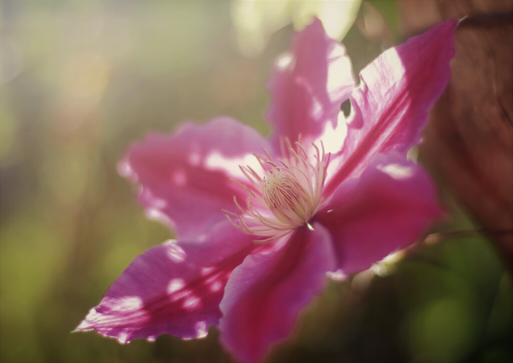 庭のテッセンが咲きました