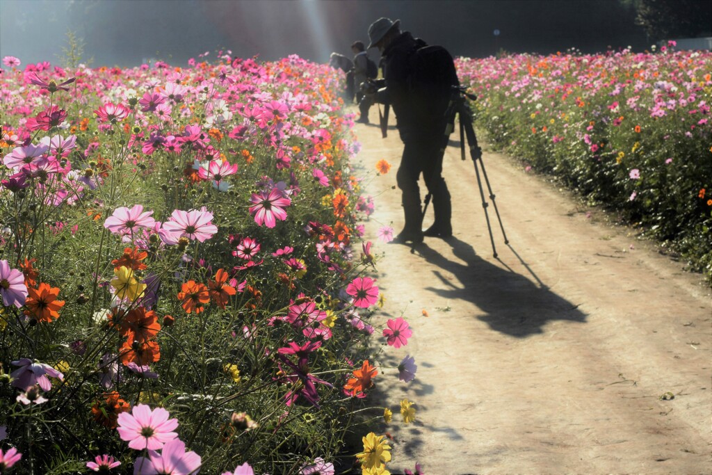 コスモスの咲く頃