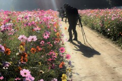 コスモスの咲く頃