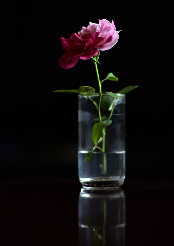 珍しいバラが咲きました