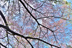 DSCF7026