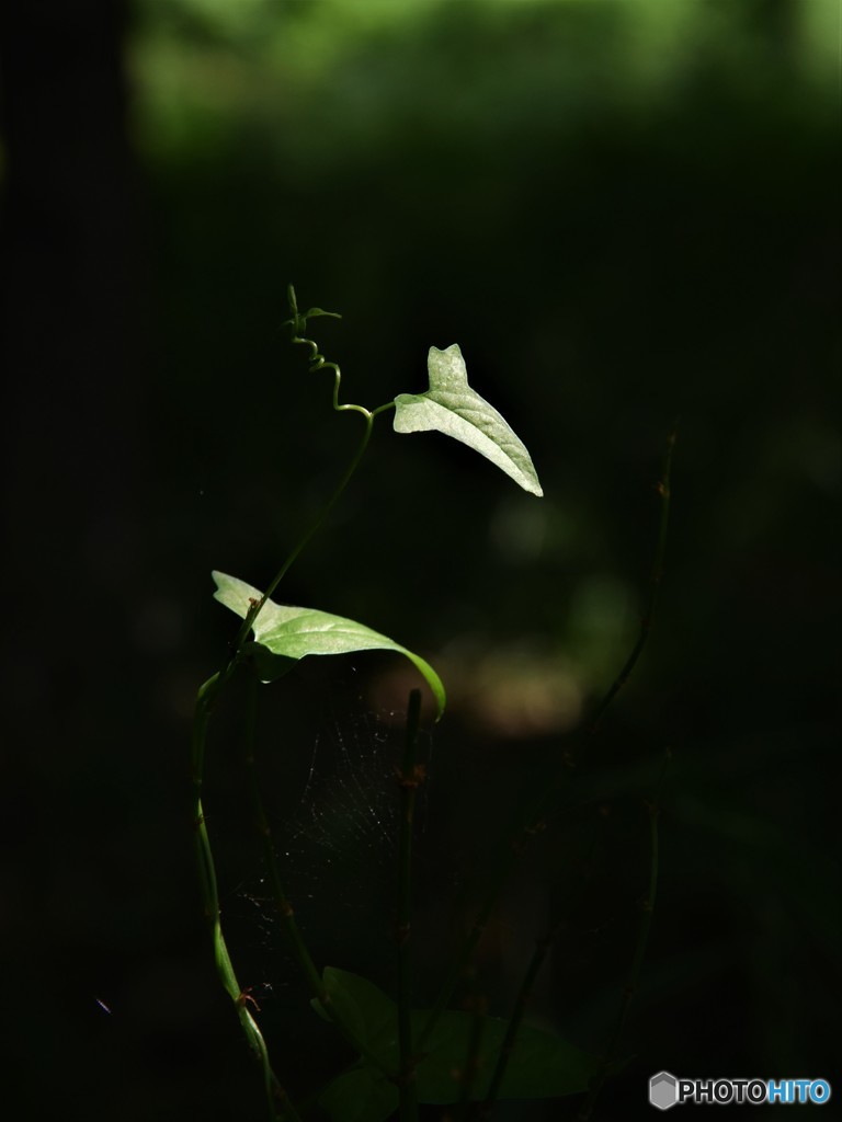 DSC_8292「充電中」