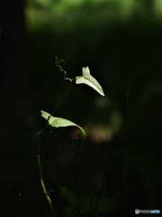 DSC_8292「充電中」