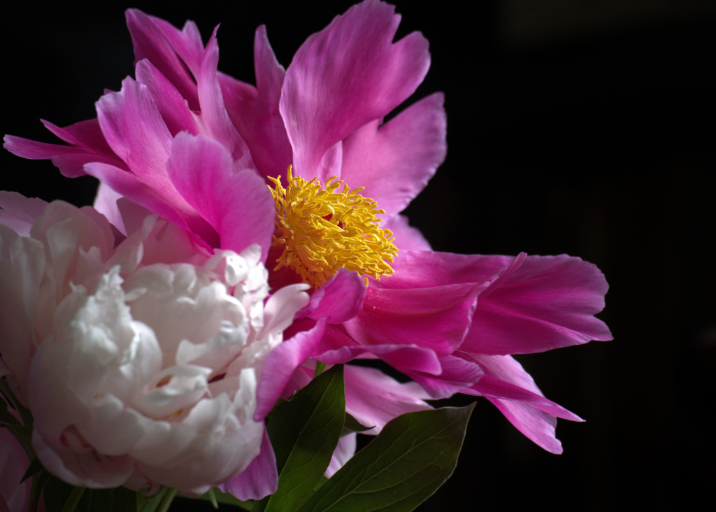 DSCF7179