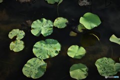 水玉 水玉