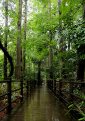 雨降り