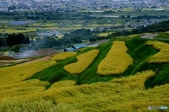 実りの秋・・・棚田2