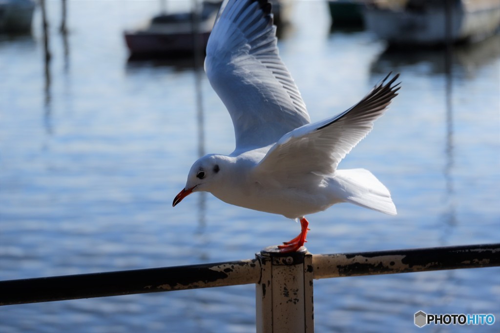 カモメ1