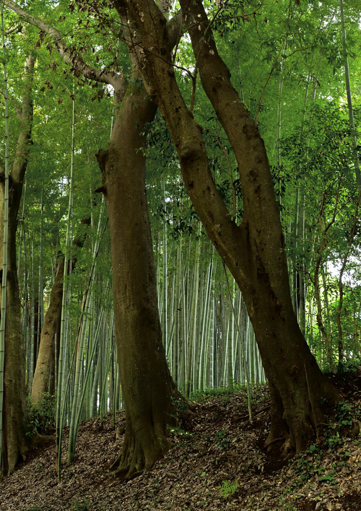 竹林