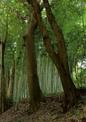 竹林