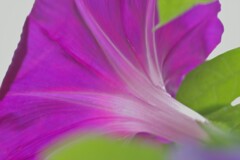 朝顔やっとさきました