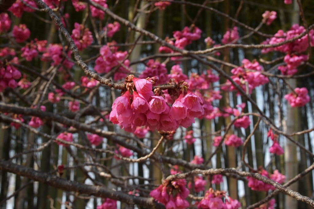寒緋桜