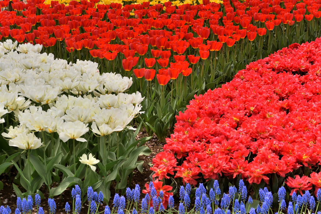 チューリップ２