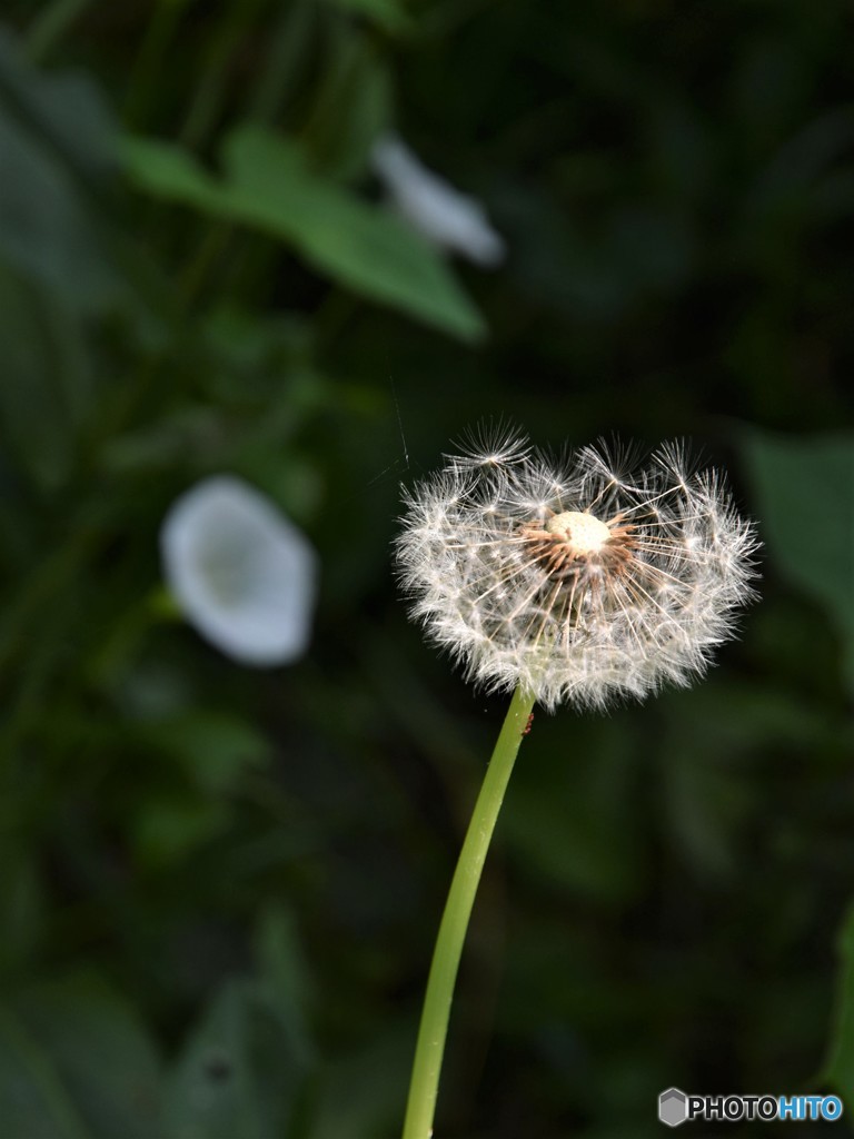 DSC_8286「タンポポ」