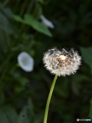 DSC_8286「タンポポ」