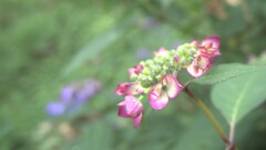 紫陽花がさきました