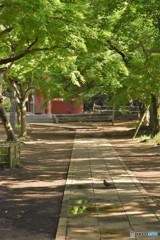 DSC_8110「鳩のいる昼下がり」