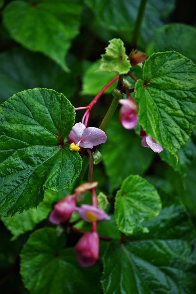 夏の花