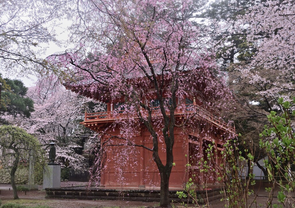 枝垂れ桜