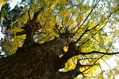 DSCF8367