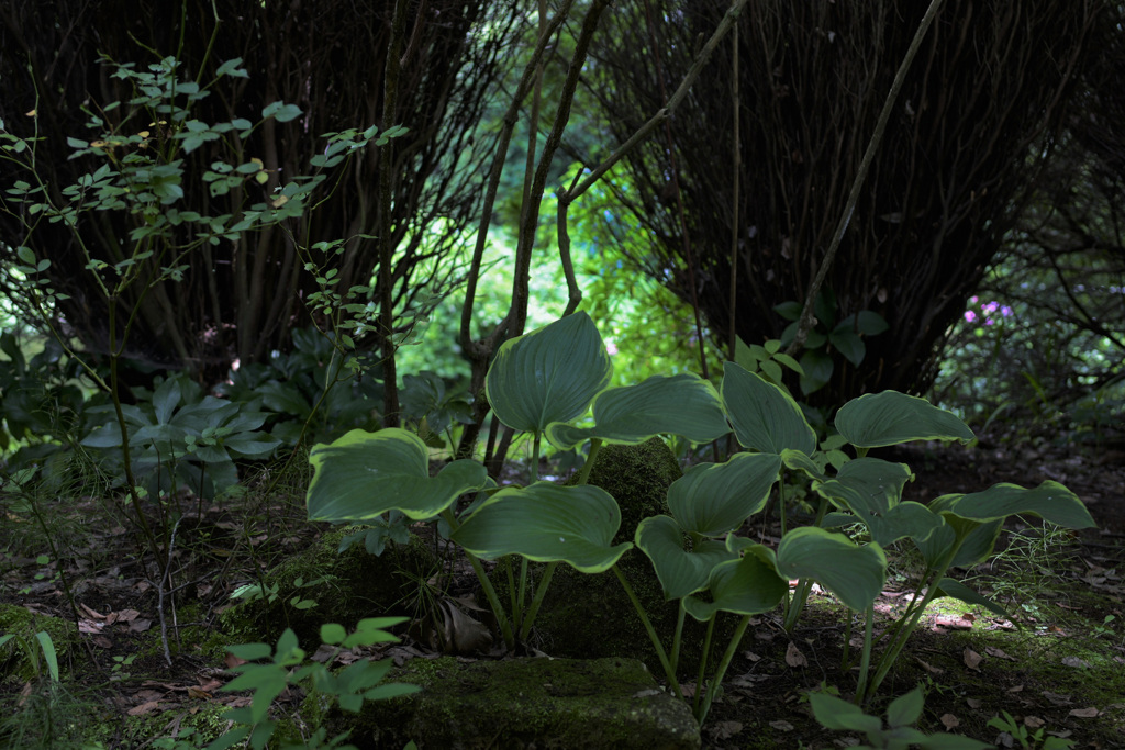 DSC_8872 片隅