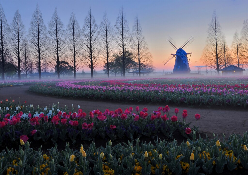 朝靄のチュウリップ