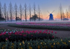 朝靄のチュウリップ