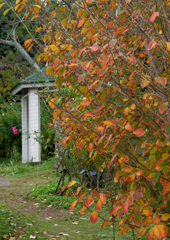 薔薇が有る風景