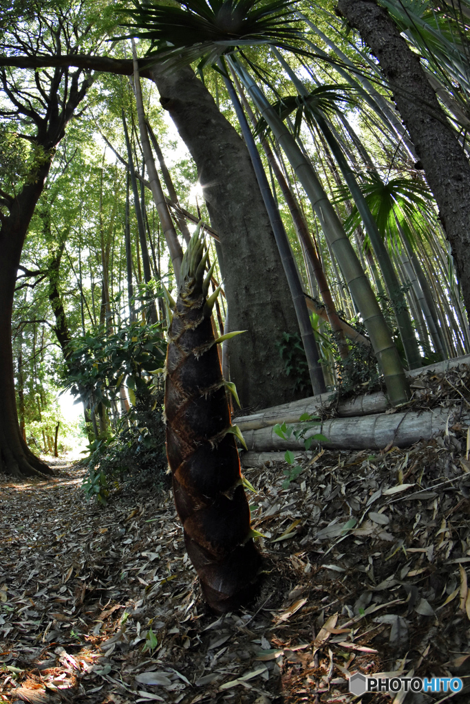 竹林4
