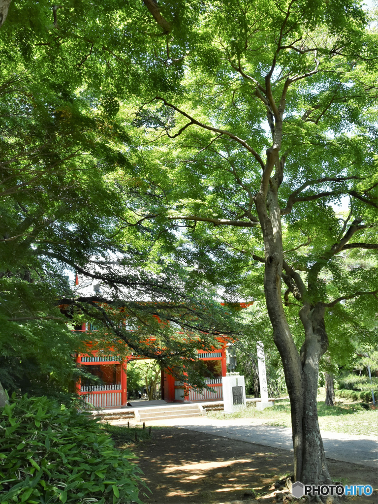 DSC_7975「新緑の門」