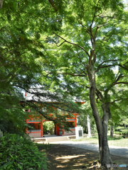 DSC_7975「新緑の門」