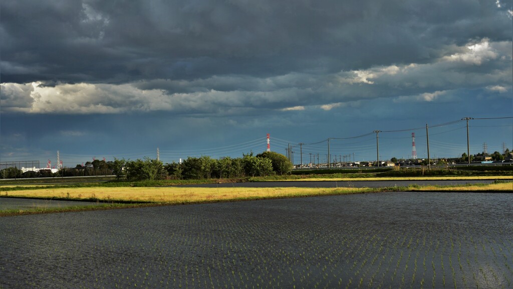 増えました休耕田