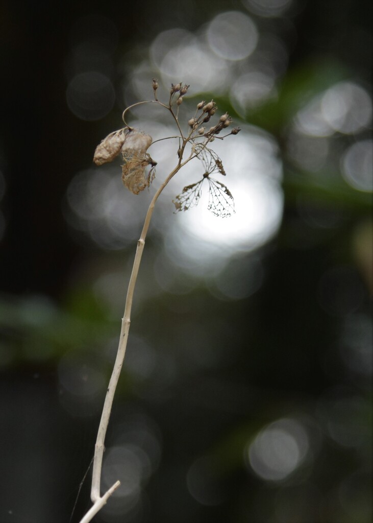 DSC_2085 
